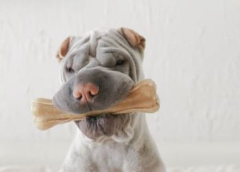 Pourquoi mon chien s'excite d'un coup ?