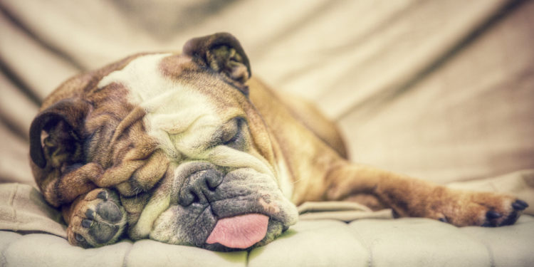 Pourquoi ne pas réveiller un chien qui dort ?