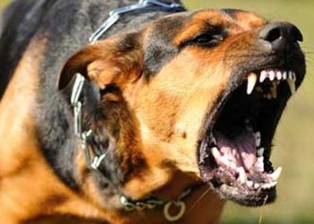 Pourquoi mon chien aboie quand il voit des gens ?