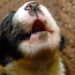 Pourquoi les chiens hurlent le soir ?