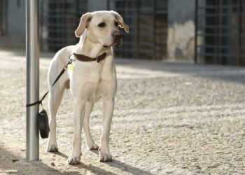 Pourquoi un chien s'attache à son maitre ?