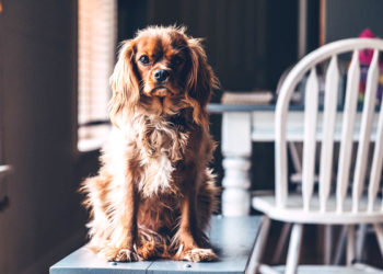 Comment savoir si mon chien a un truc dans la gorge ?