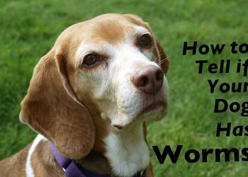 Comment savoir si votre chien a des vers ?