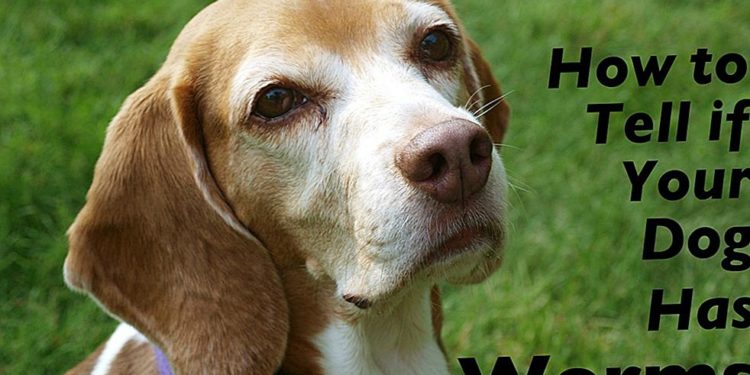 Comment savoir si votre chien a des vers ?