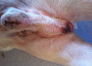 Quelles sont les causes du chien qui se lèche souvent les parties génitales ?