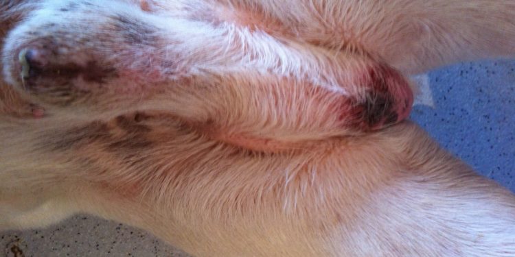 Quelles sont les causes du chien qui se lèche souvent les parties génitales ?