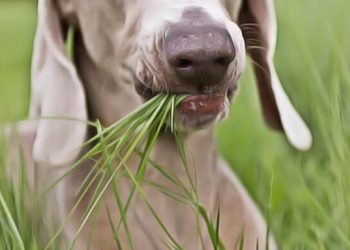 Quelle herbe mange les chiens pour se purifier ?