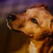 Quel est le problème d'un chien Coprophage ?