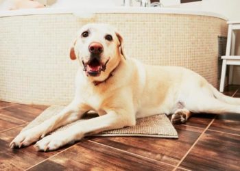 Pourquoi mon chien me suit aux toilettes ?