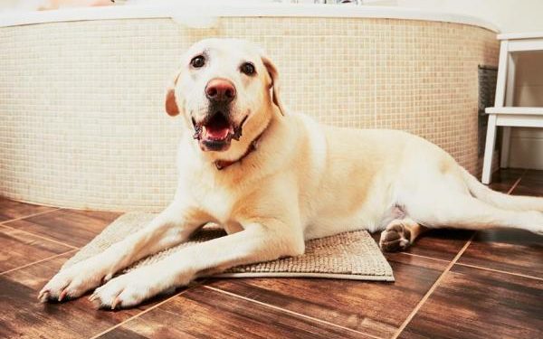 Pourquoi mon chien me suit aux toilettes ?