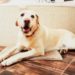 Pourquoi mon chien me suit aux toilettes ?