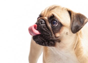 Pourquoi mon chien me lèche beaucoup ?