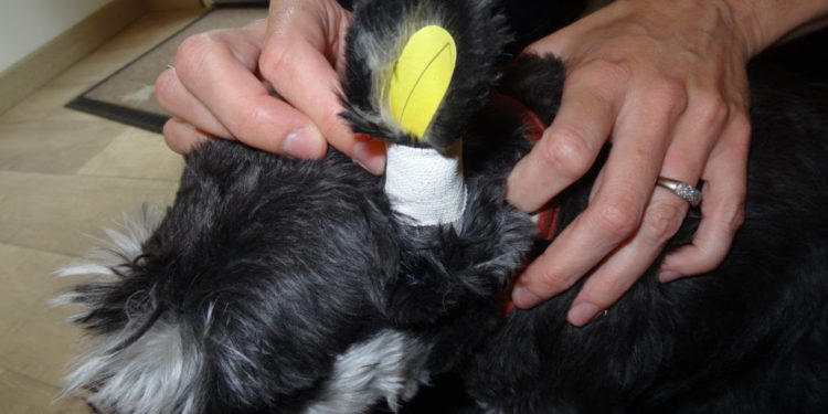 Comment faire pour redresser les oreilles de mon chien ?