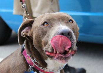 Pourquoi un chien lèche les pieds de son maitre ?