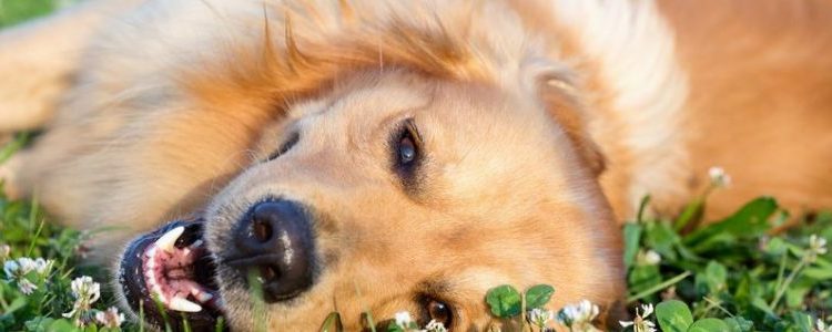 Comment soigner naturellement une gastrite chez le chien ?