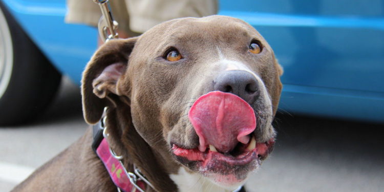 Pourquoi un chien lèche les pieds de son maitre ?