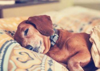 Pourquoi un chien se met entre les jambes ?