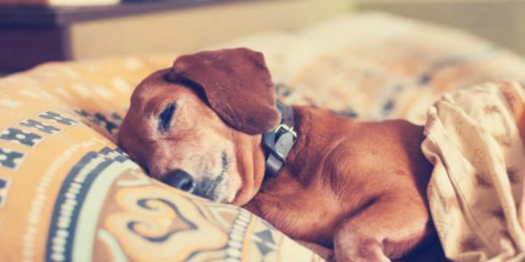 Pourquoi un chien se met entre les jambes ?