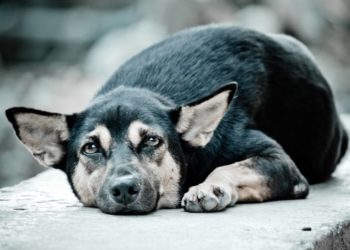 Pourquoi mon chien me colle tout le temps ?