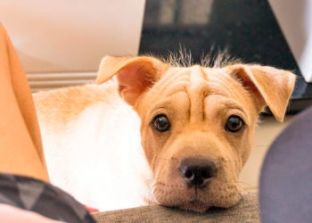 Pourquoi mon chien mordille ses jouets ?