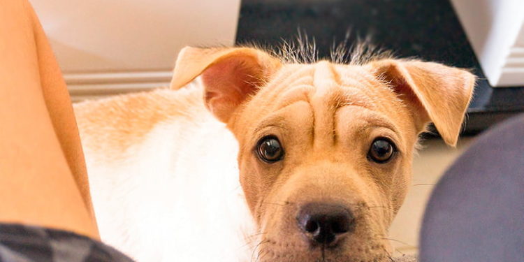 Pourquoi mon chien mordille ses jouets ?