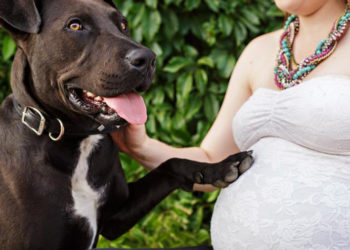 Pourquoi les chiens reste coincé ?