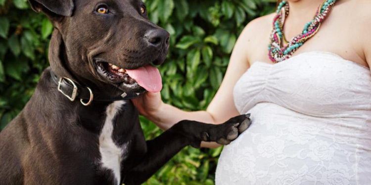 Pourquoi les chiens reste coincé ?