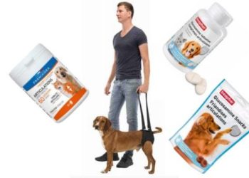 Comment savoir si mon chien a mal au train arrière ?