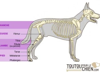 Comment muscler les pattes arrière d'un chien ?