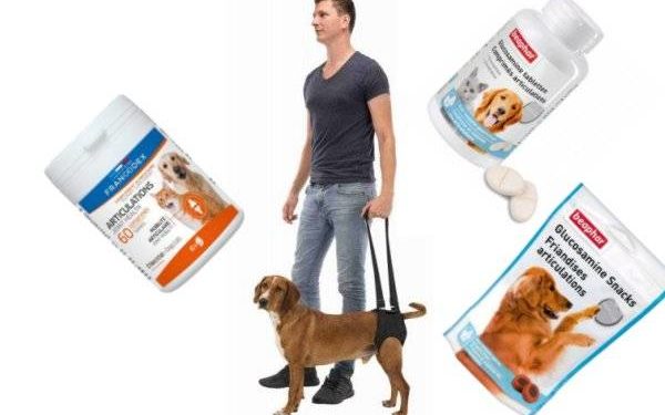 Comment savoir si mon chien a mal au train arrière ?