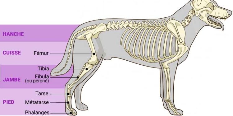 Comment muscler les pattes arrière d'un chien ?