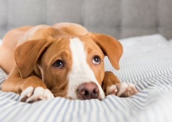 Comment hydrater son chien malade ?