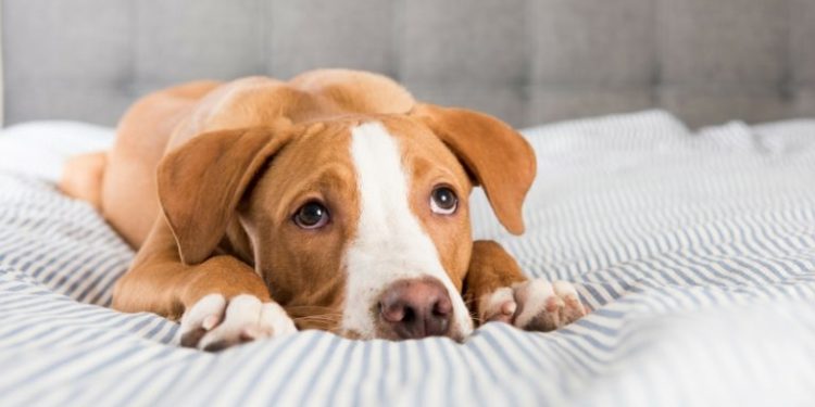 Comment hydrater son chien malade ?