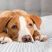 Comment hydrater son chien malade ?