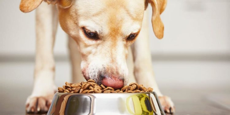 Comment donner envie à son chien de manger ses croquettes ?
