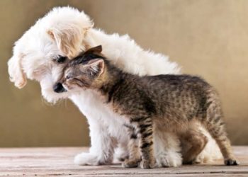 Pourquoi mon chien mange peu ?