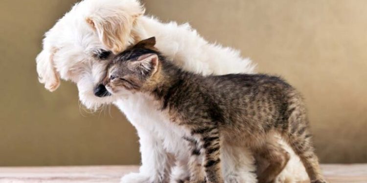 Pourquoi mon chien mange peu ?