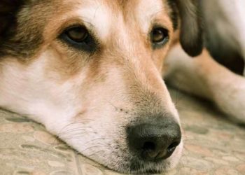 Pourquoi mon chien ne mange pas depuis 2 jours ?