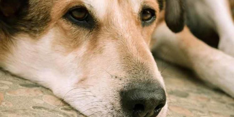 Pourquoi mon chien ne mange pas depuis 2 jours ?