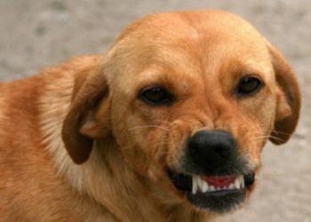 Comment faire quand un chien boite ?