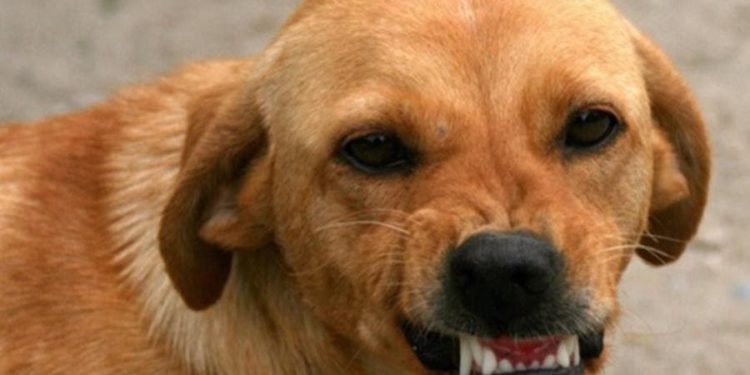 Comment faire quand un chien boite ?