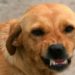 Comment faire quand un chien boite ?