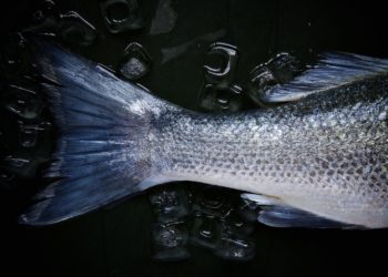 Pourquoi l'haleine de mon chien sent le poisson ?