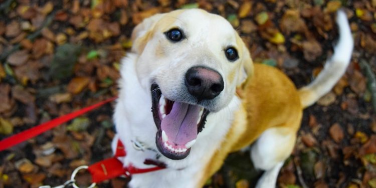 Comment calmer un chien gourmand ?