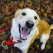 Comment calmer un chien gourmand ?