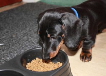 Quel aliment fait péter un chien ?