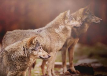 Est-ce que les renards vivent en meute ?