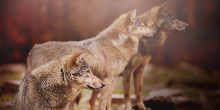 Est-ce que les renards vivent en meute ?