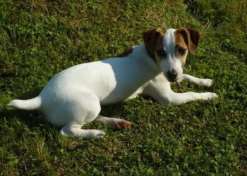 Pourquoi mon chien perd tout le temps ses poils ?