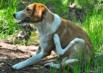 Archives Des Chien Qui Se Gratte L Oreille Animaux Info Votre Source Numero 1 D Informations Et Tutoriels Sur Les Animaux